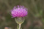 Spiny plumeless thistle